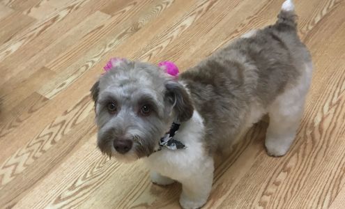 Lucky Dog Grooming Co Hinckley Hinckley