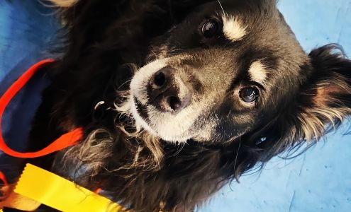 Kanosak Canine Training Maple Park