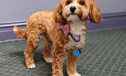 stay. a modern dog hotel