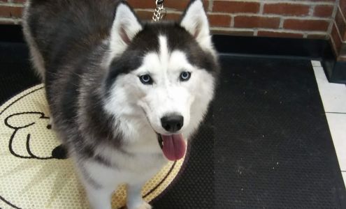 Touhy Animal Hospital & Grooming