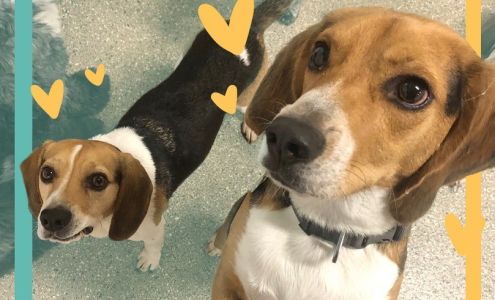 Aeslin Pup Hub Bucktown