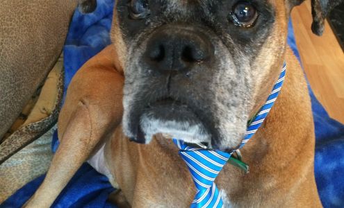 Bucktown Bow & Meow pet spa