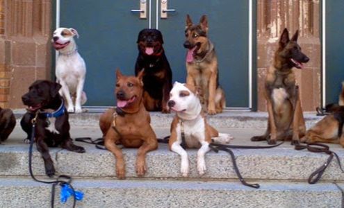 Chicago Canine Academy 4934 W Belmont Ave, Chicago