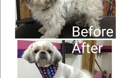 Splash Grooming Pet Salon Stickney
