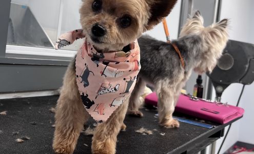 Shaggy's Pet Grooming