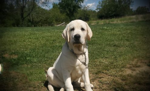 VanWaters Labradors Secor