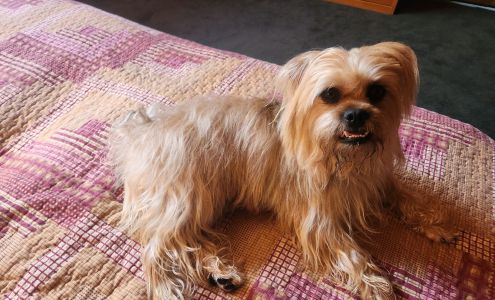 Bed and Biscuit Kingston