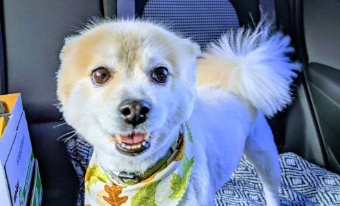 Primp My Pooch Genoa