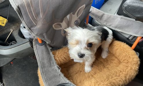 Dachsie's To Dane's Steward