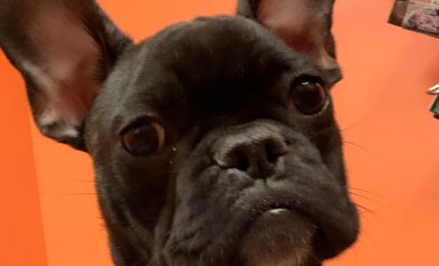 Just 4 Paws Cumberland