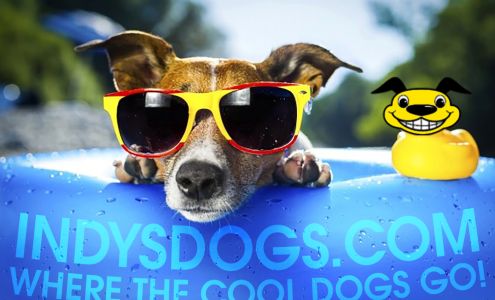 Indys Dogs
