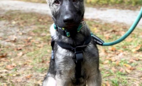 Albright's Raw Dog Food