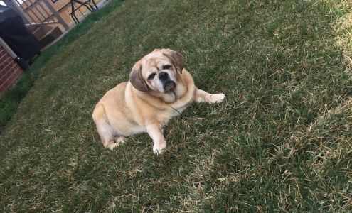 Pets 1st Grooming Salon