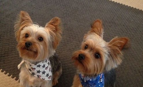 Tiffany's Pet Salon Pine Village