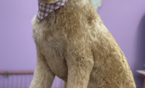 A Doggie Boutique Goddard