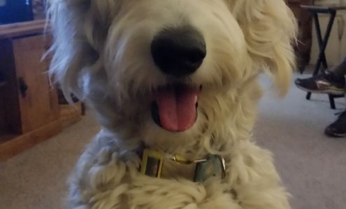 Country Kennels Dog & Cat Solomon