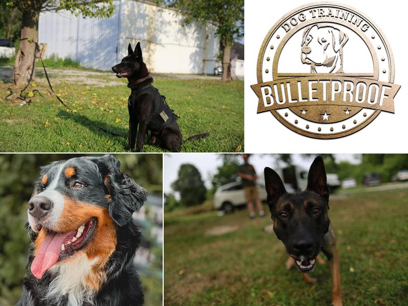 Bulletproof Dog Training