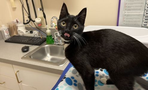 Cat Hospital At Towson