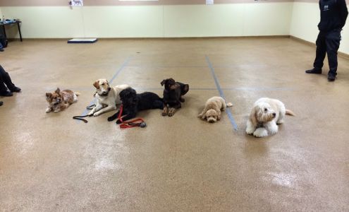 Argos Dog Training Dorchester Center