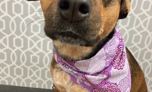 Waggy Tails Dog Grooming South Grafton