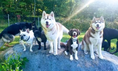 Clark's Dog Kennel, Beth Trifero Owner Northbridge