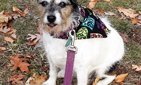 Canine Congeniality, LLC North Brookfield