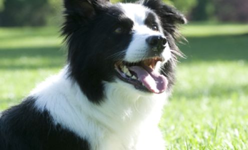 Pet Stop North Chelmsford