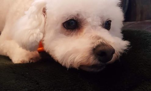 Pampered Paws Professional Dog North Chelmsford