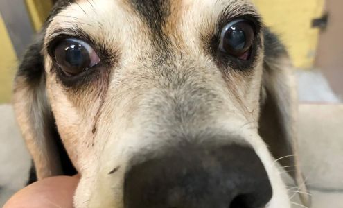 Nor'easter Kennels Dog Boarding & Professional Grooming Assonet