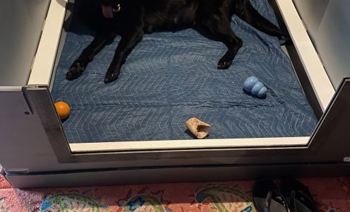 Melissa Royer Photography & Maoiliosa Kennels