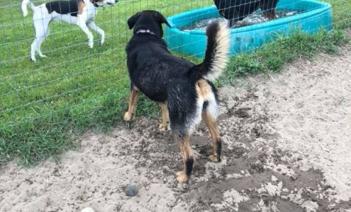 Pet Nannies At Stone Tavern Sudbury