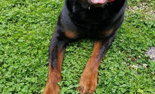 Animal Learning Systems Grosse Pointe Farms