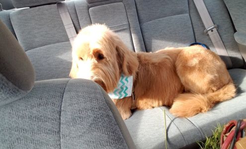 Canine & Feline Design Inc