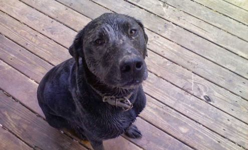 Around the Hound Animal Care Services LLC Marne