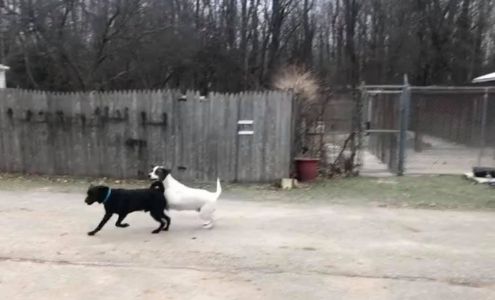 Wyn-Dean Kennels Alto