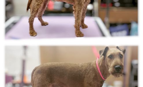 Eastside Academy of Dog Grooming