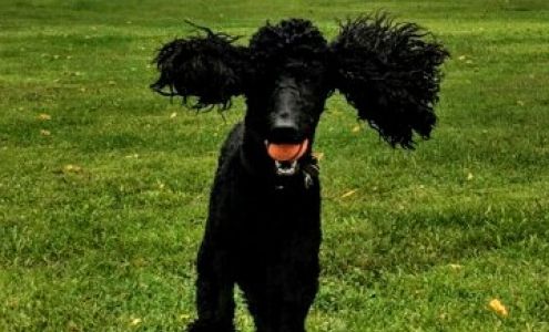 Gillette Kennels Galesburg