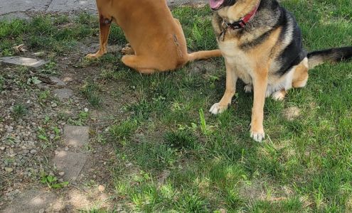 Animal Arts Pro Dog Groom Blackstone