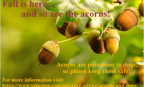 Pettery Paradise, Inc. Harrisville