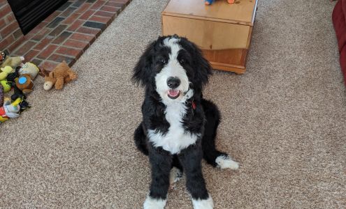 Sittin Pretty Pet Parlor Ashburnham