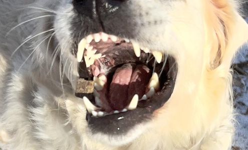 Waggin' Tails Pet Care Services Ashburnham