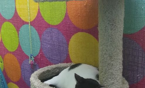 Castaway Animals Rescue Effort