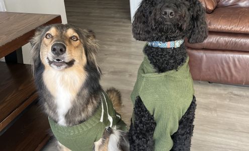 Bow Wow Bath & Brush