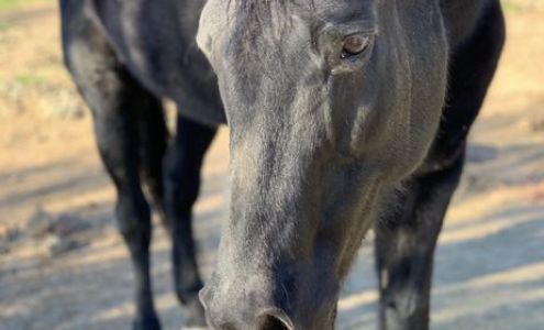 Trail's End Large Animal Removal and Disposal