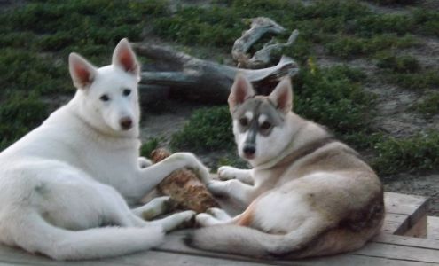 Aprils Plush Puppies Grooming & Boarding Black Eagle