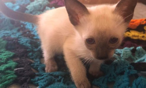 Siameden Cattery Eden