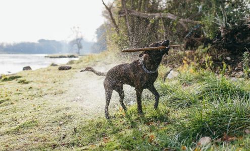 Nature's Animals Inc