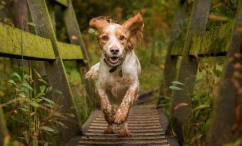 Westwood Regional Veterinary Hospital