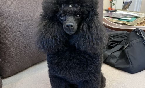 Perry's Pet Grooming East Rockaway