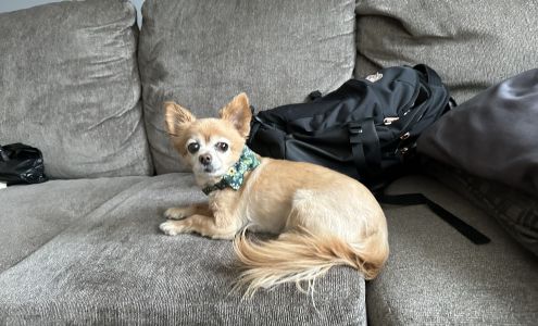 DNR Pet Grooming East Rockaway